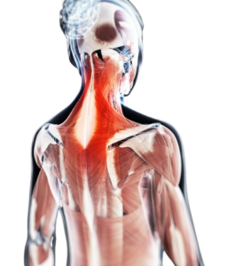 Kireä rintakehä on monen asian summa.